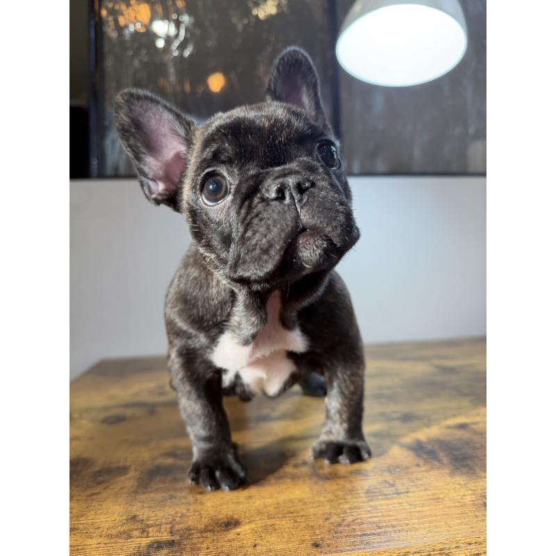 成約済の岡山県のフレンチブルドッグ-420608の7枚目