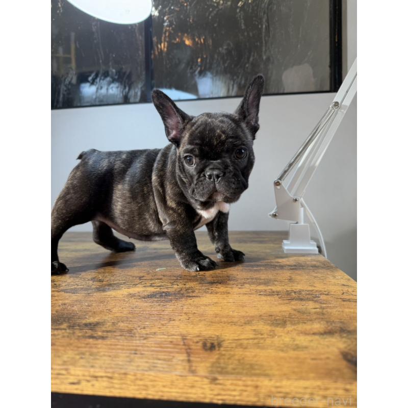 成約済の岡山県のフレンチブルドッグ-420608の6枚目