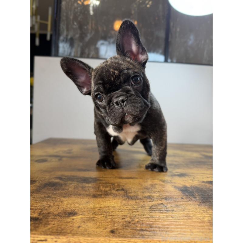 成約済の岡山県のフレンチブルドッグ-420608の5枚目