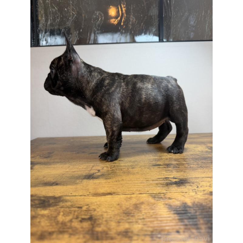 成約済の岡山県のフレンチブルドッグ-420608の4枚目