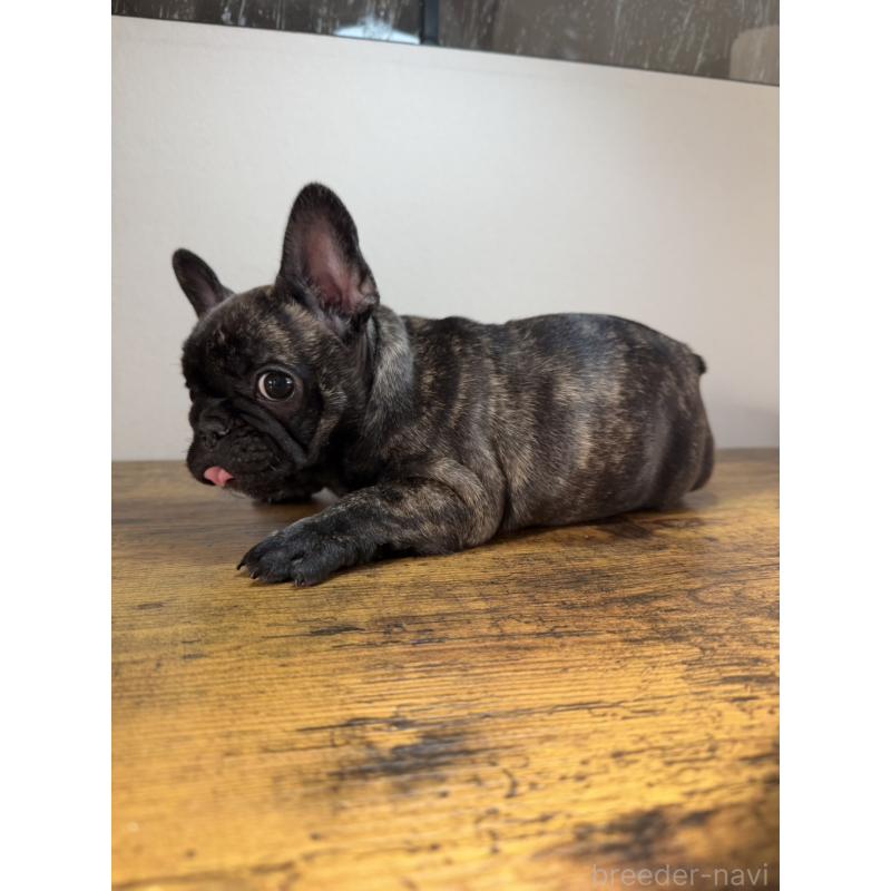 成約済の岡山県のフレンチブルドッグ-420608の3枚目