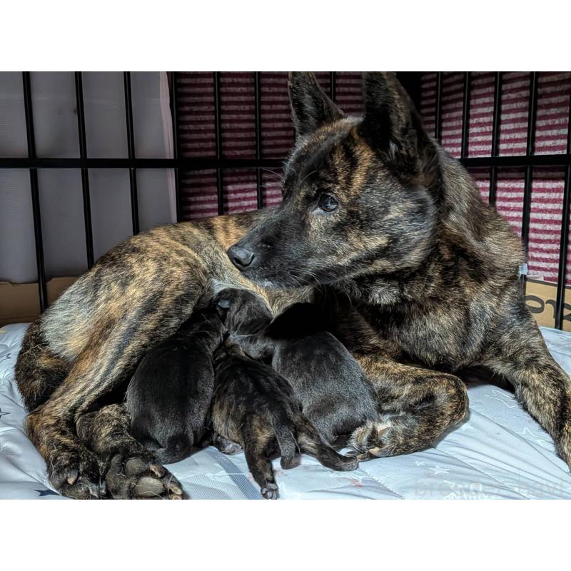 販売中の岡山県の甲斐犬-424243