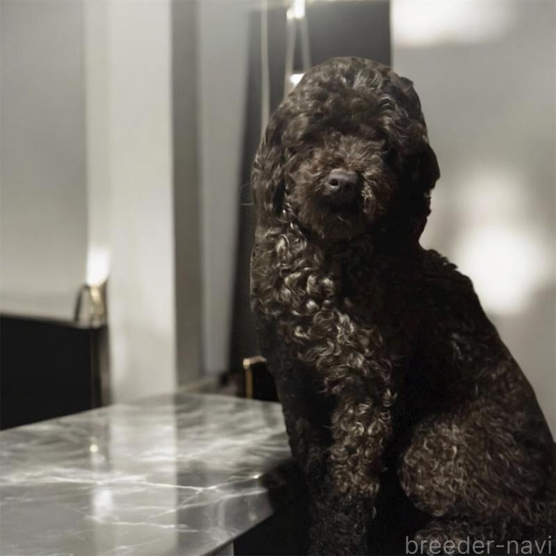 販売中の福井県のトイプードル-424244の1枚目