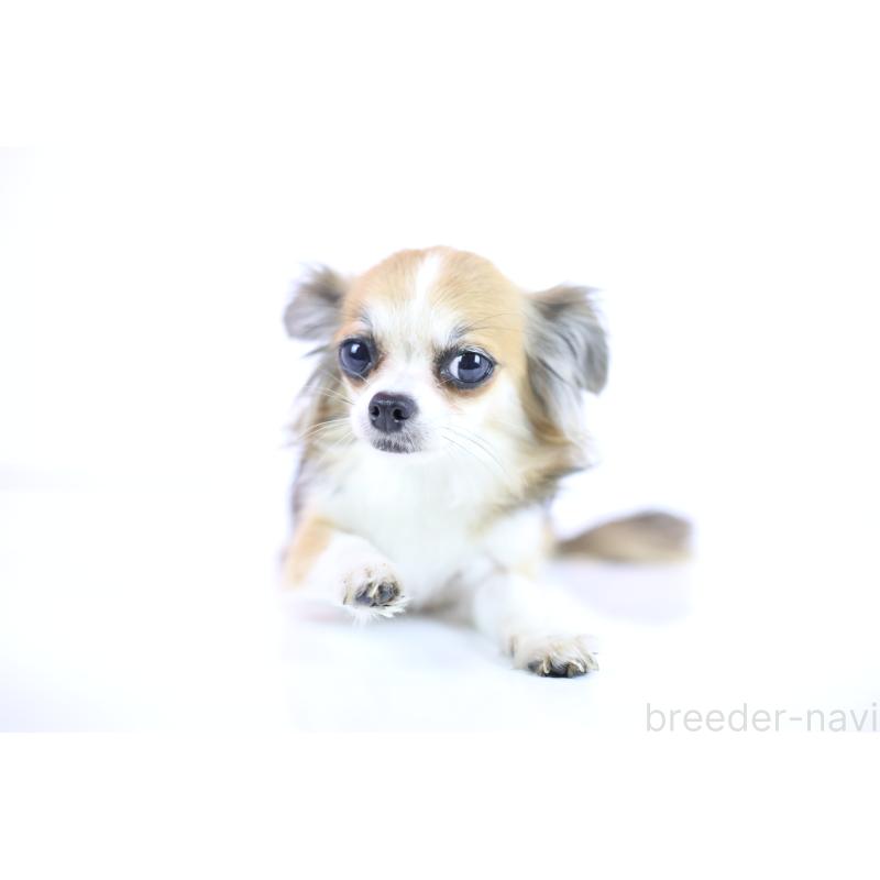 販売中の愛知県のチワワ(ロングコート)-424245の4枚目