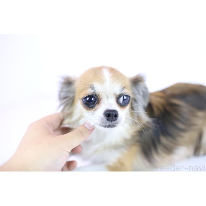 販売中の愛知県のチワワ(ロングコート)-424245の3枚目