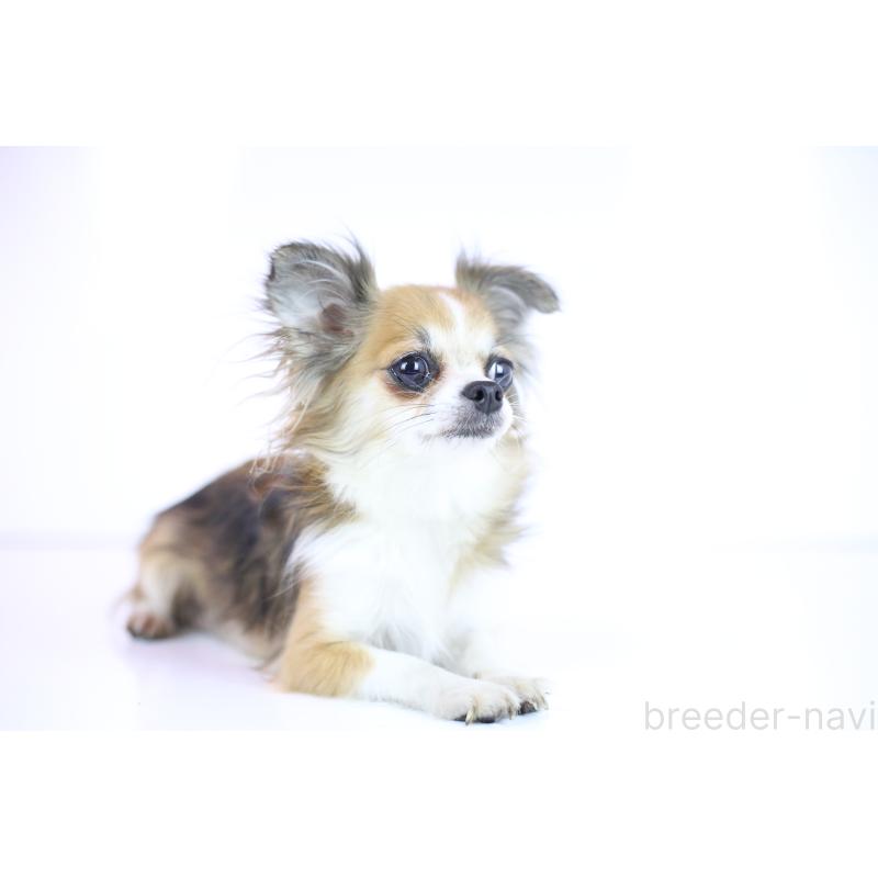 販売中の愛知県のチワワ(ロングコート)-424245の2枚目