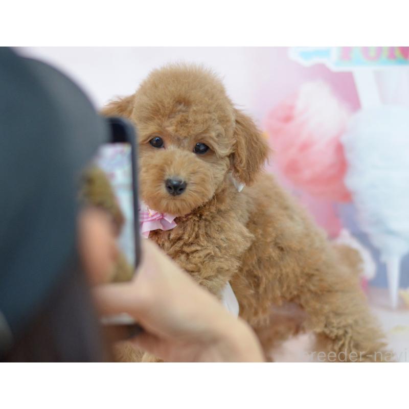 販売中の埼玉県のタイニープードル-418689の14枚目