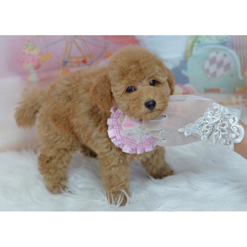 販売中の埼玉県のタイニープードル-418689の10枚目