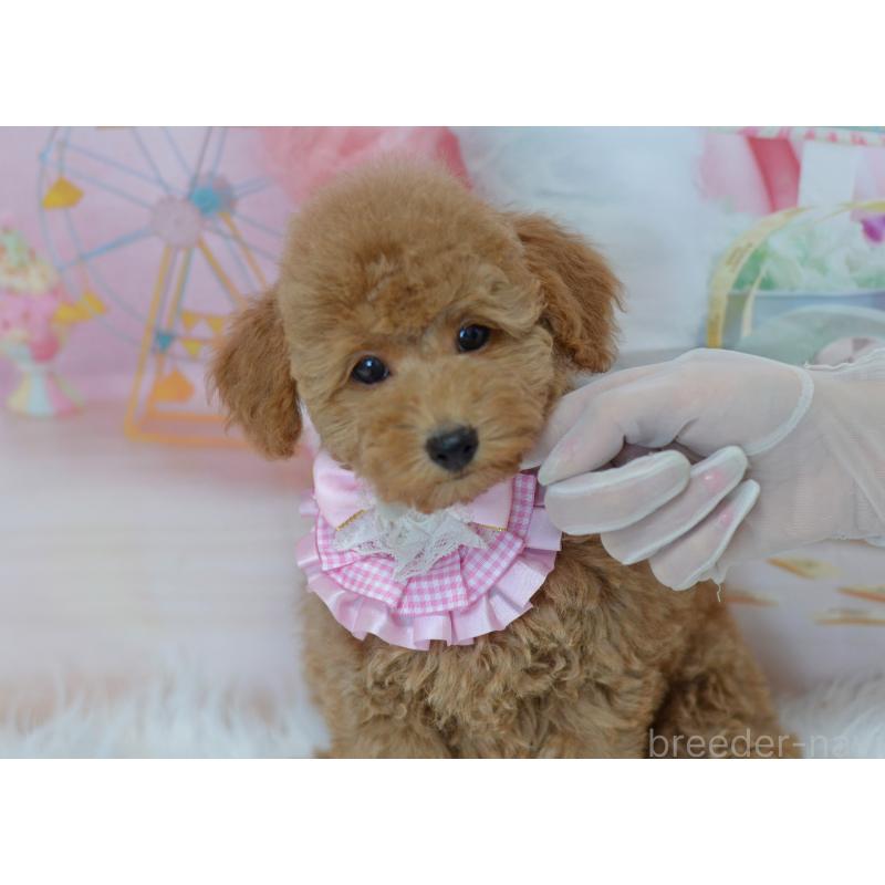 販売中の埼玉県のタイニープードル-418689の9枚目