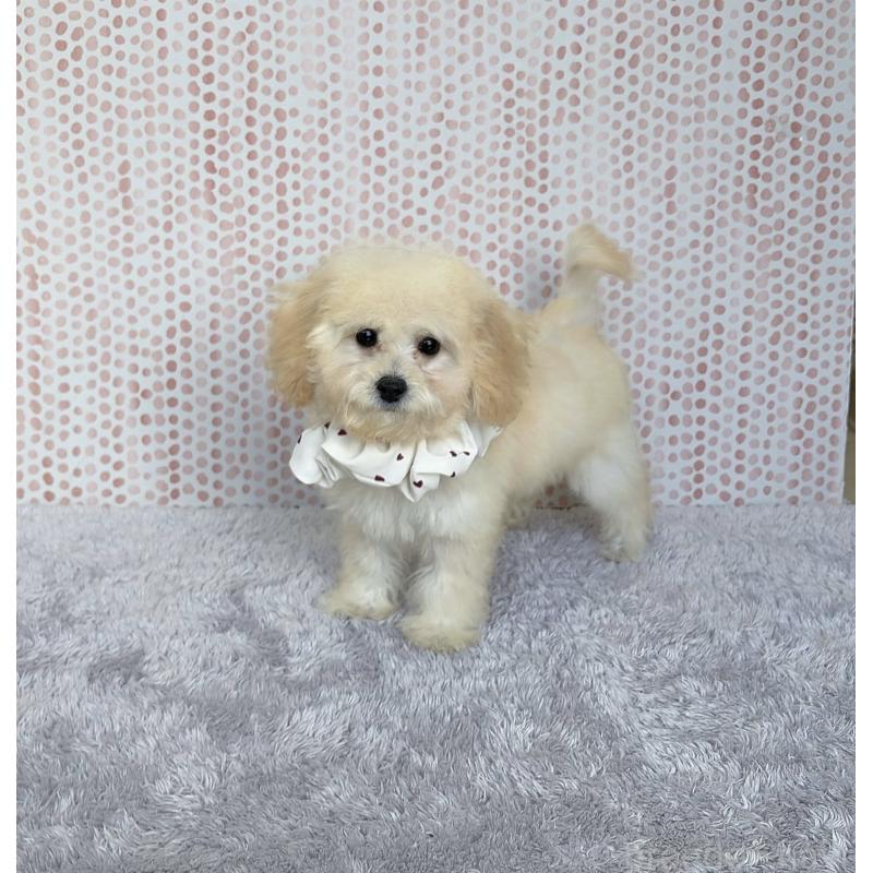 成約済の福岡県のビションプー:ビションフリーゼ×トイプードル-414053の4枚目