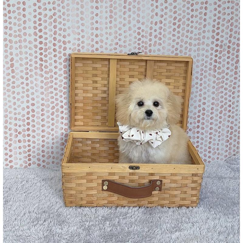 成約済の福岡県のビションプー:ビションフリーゼ×トイプードル-414053の2枚目