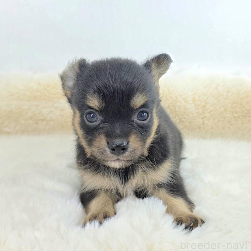 販売中の茨城県のチワワ(ロングコート)-424248の1枚目