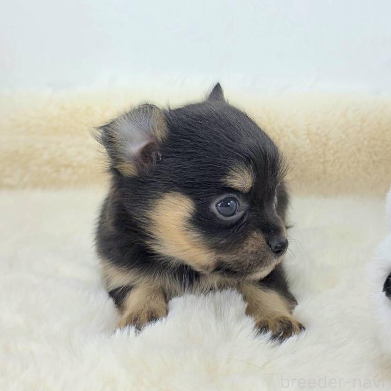 販売中の茨城県のチワワ(ロングコート)-424248の6枚目