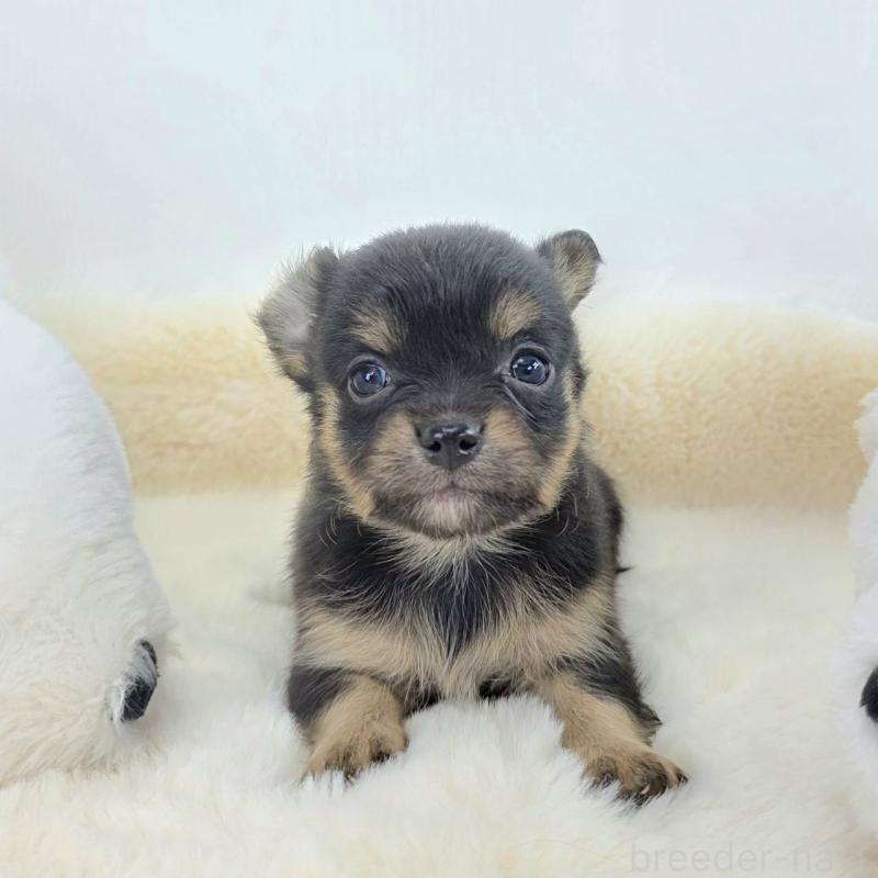 販売中の茨城県のチワワ(ロングコート)-424248の5枚目