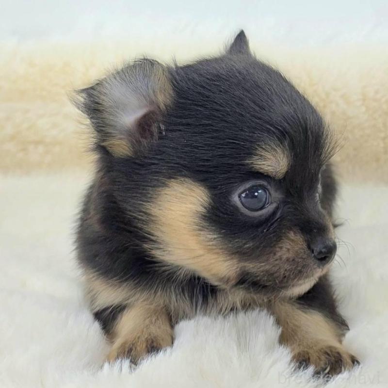 販売中の茨城県のチワワ(ロングコート)-424248の4枚目