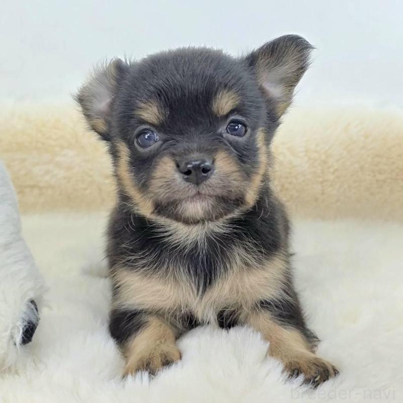 販売中の茨城県のチワワ(ロングコート)-424248の3枚目