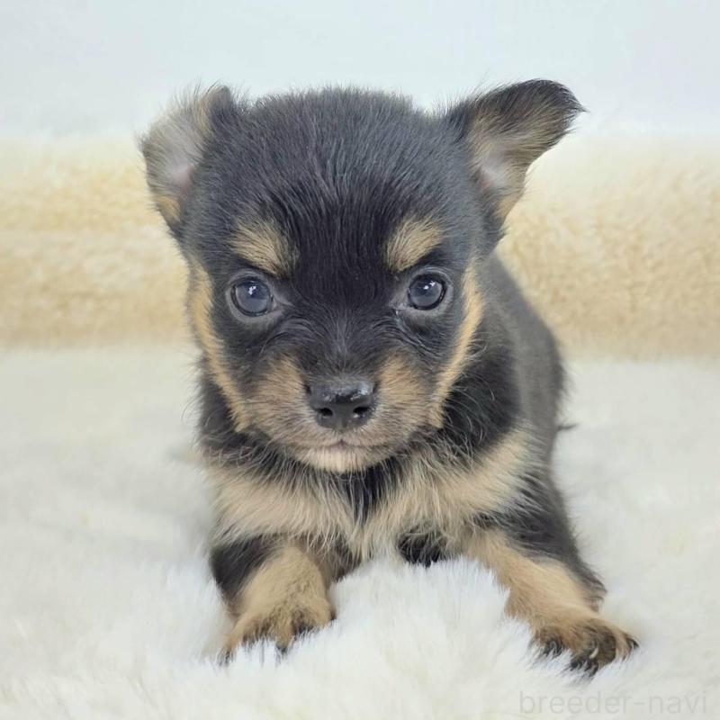 販売中の茨城県のチワワ(ロングコート)-424248の2枚目