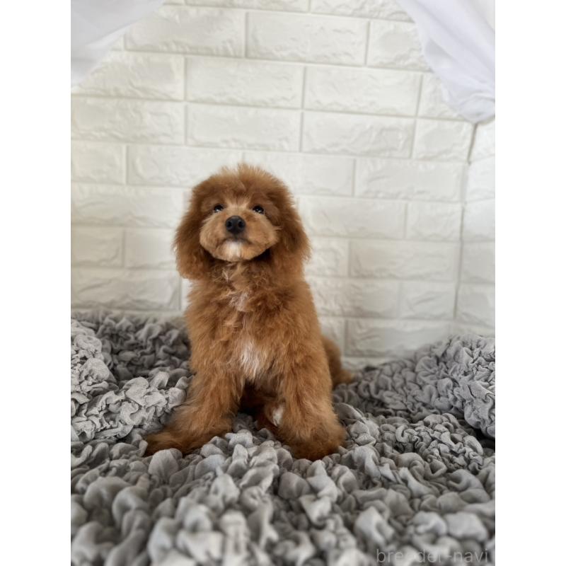 商談中の岡山県のポメプー:ポメラニアン×トイプードル-414412の9枚目