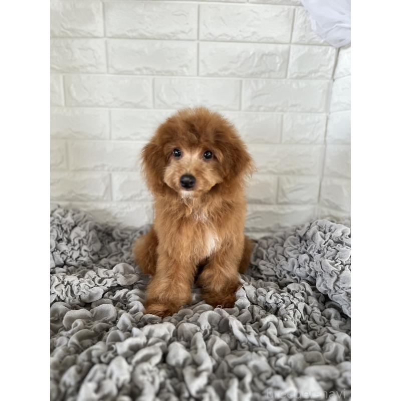 商談中の岡山県のポメプー:ポメラニアン×トイプードル-414412の7枚目