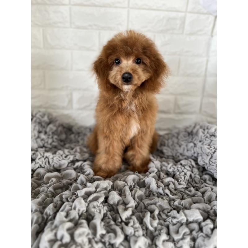 商談中の岡山県のポメプー:ポメラニアン×トイプードル-414412の6枚目