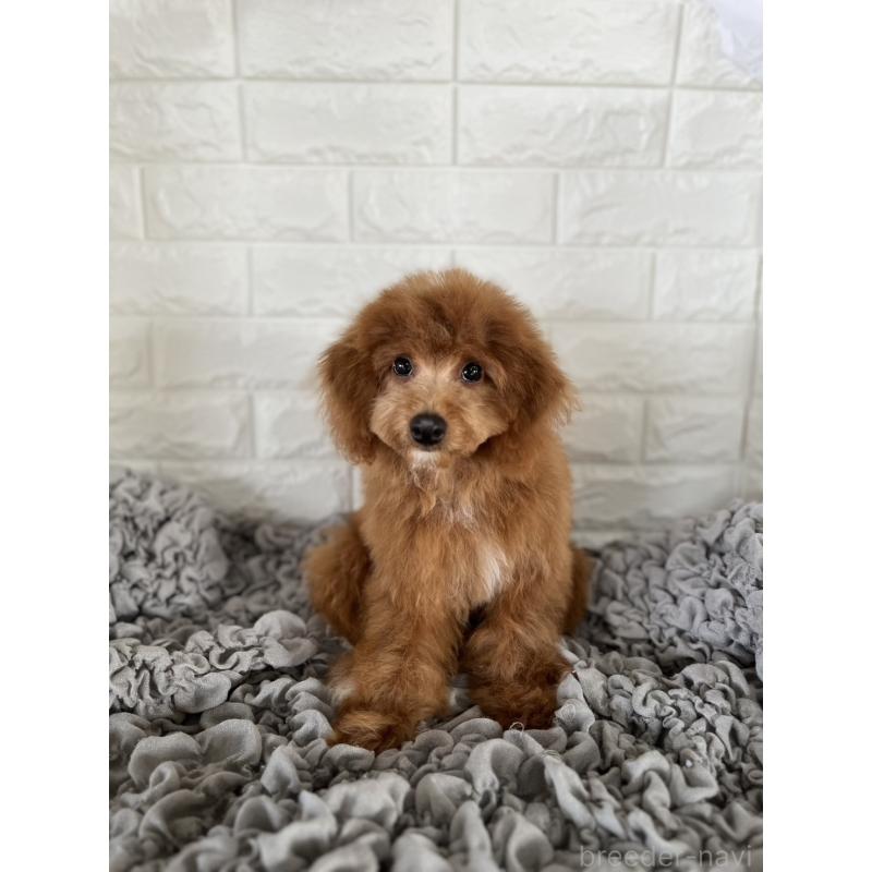 商談中の岡山県のポメプー:ポメラニアン×トイプードル-414412の5枚目