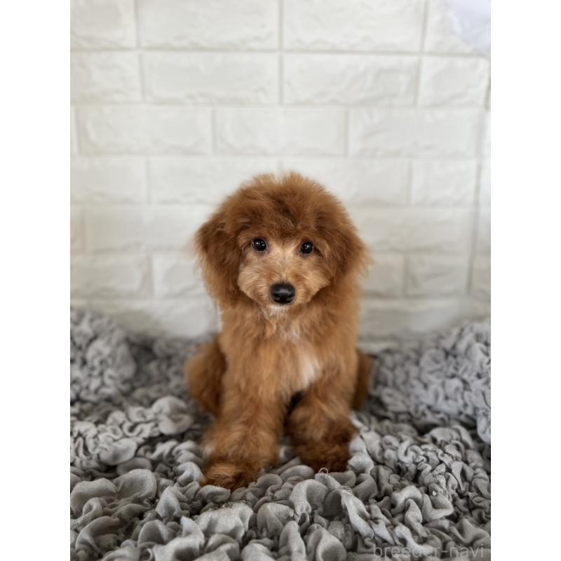 商談中の岡山県のポメプー:ポメラニアン×トイプードル-414412の4枚目