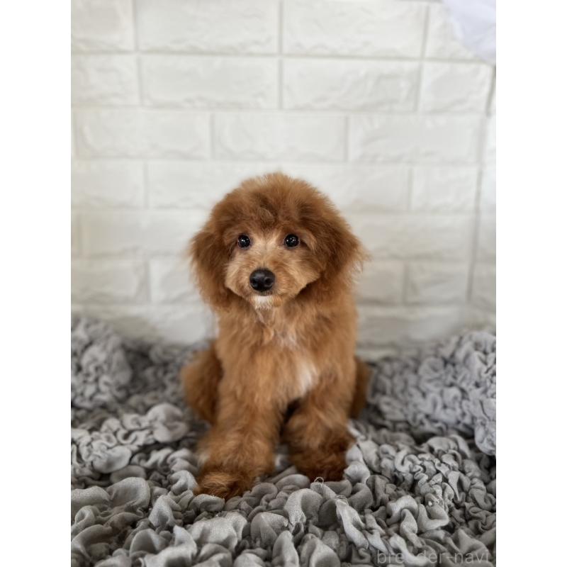 商談中の岡山県のポメプー:ポメラニアン×トイプードル-414412の3枚目