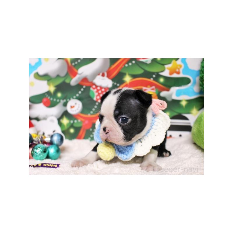 販売中の栃木県のボストンテリア-424249の5枚目