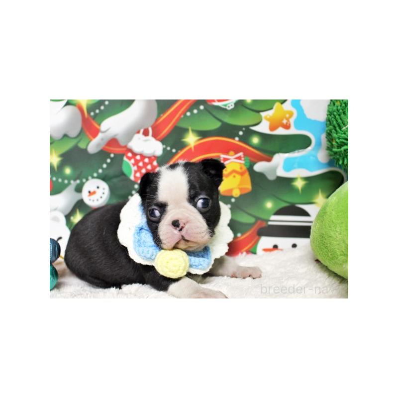 販売中の栃木県のボストンテリア-424249の4枚目