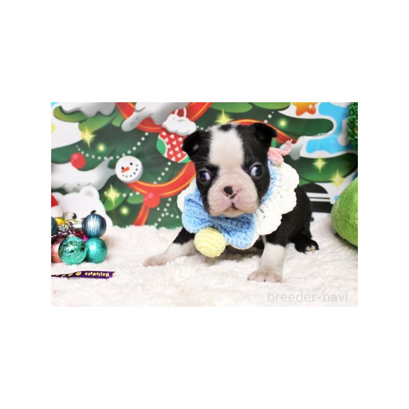 販売中の栃木県のボストンテリア-424249