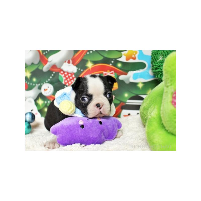 販売中の栃木県のボストンテリア-424249の3枚目