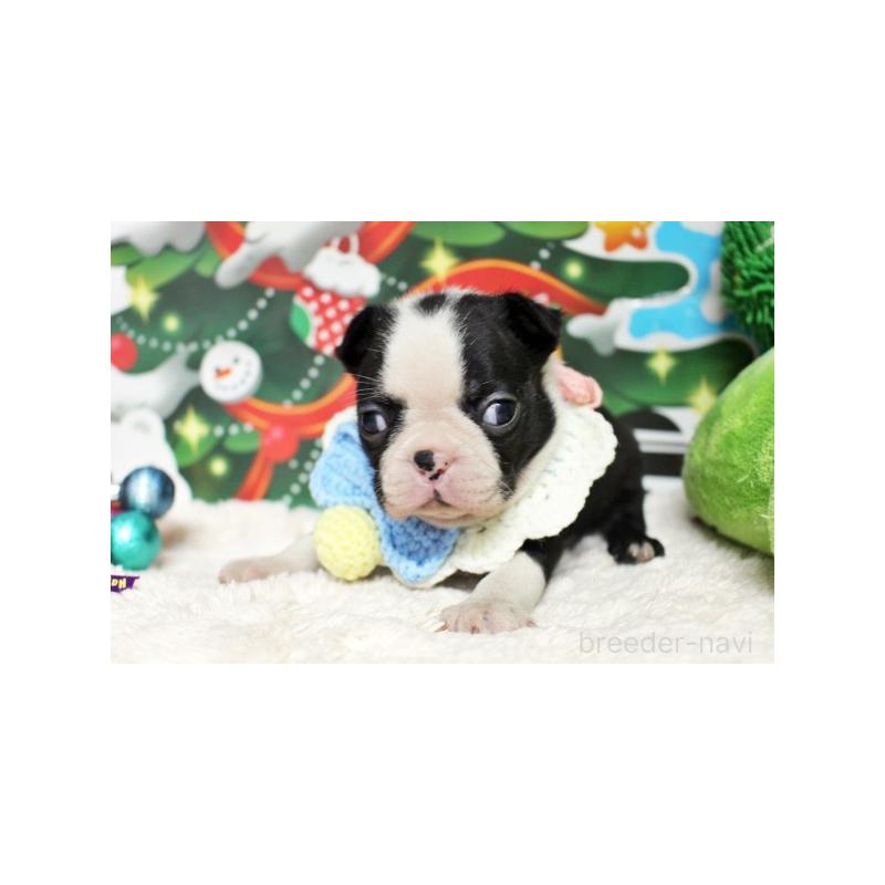 販売中の栃木県のボストンテリア-424249の2枚目