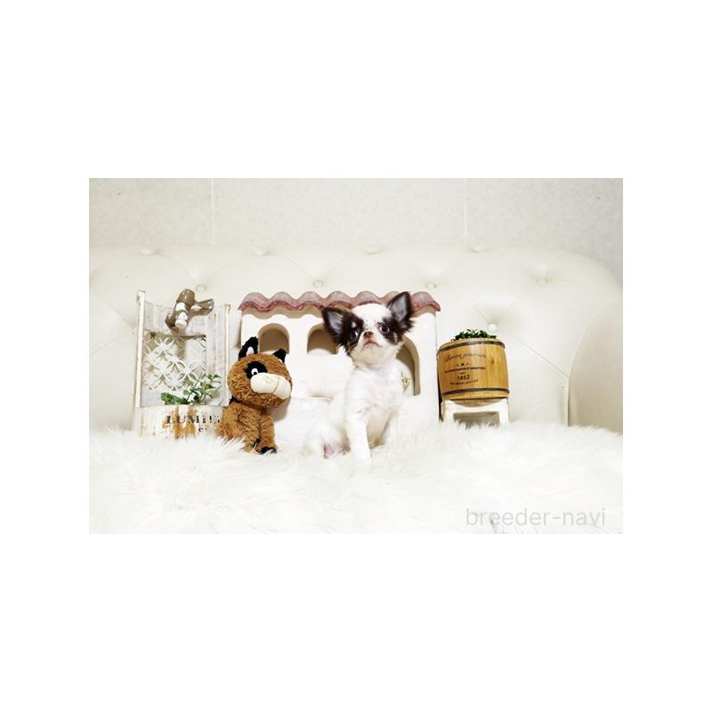 販売中の佐賀県のチワワ(ロングコート)-417925の4枚目