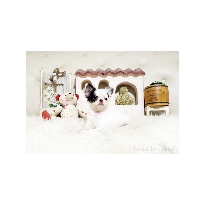 販売中の佐賀県のチワワ(ロングコート)-417926の5枚目