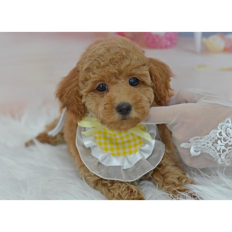 販売中の埼玉県のタイニープードル-418690の22枚目