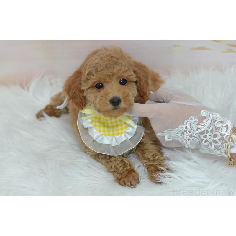 販売中の埼玉県のタイニープードル-418690の21枚目