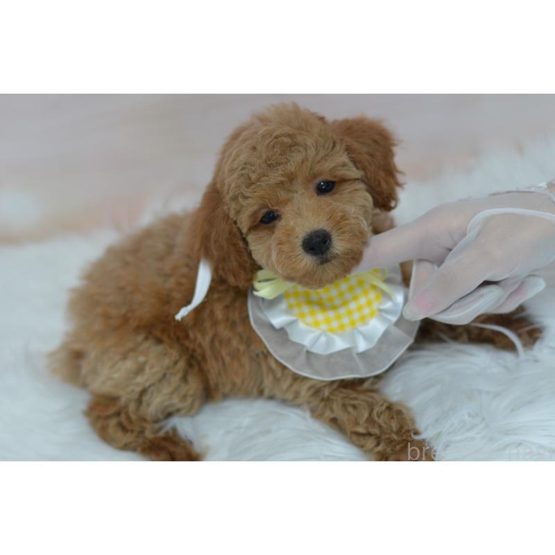 販売中の埼玉県のタイニープードル-418690の19枚目