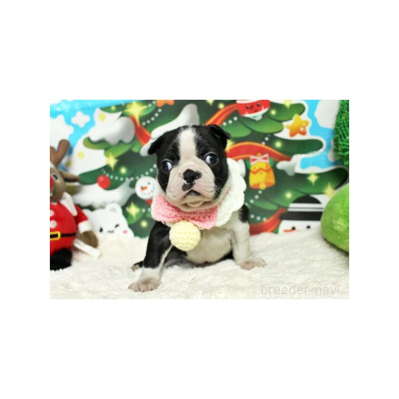 販売中の栃木県のボストンテリア-424254