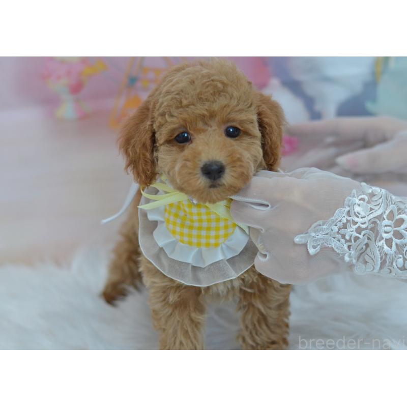 販売中の埼玉県のタイニープードル-418690の18枚目