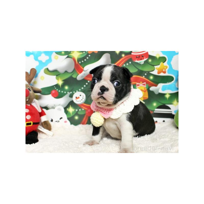 販売中の栃木県のボストンテリア-424254の5枚目