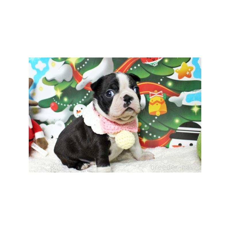 販売中の栃木県のボストンテリア-424254の4枚目