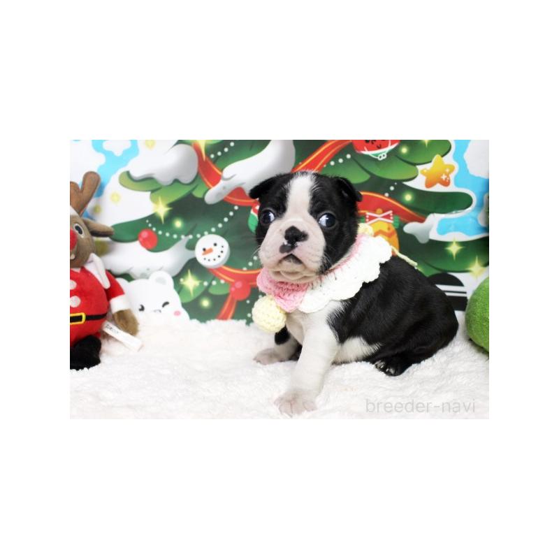 販売中の栃木県のボストンテリア-424254の3枚目