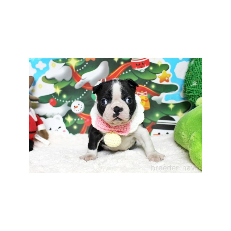 販売中の栃木県のボストンテリア-424254の2枚目