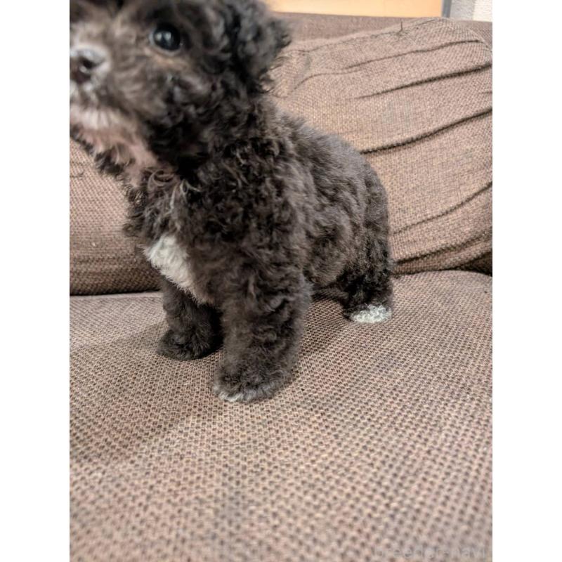 販売中の大阪府のタイニープードル-424251の4枚目