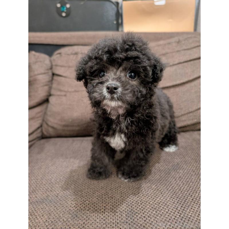 販売中の大阪府のタイニープードル-424251の1枚目