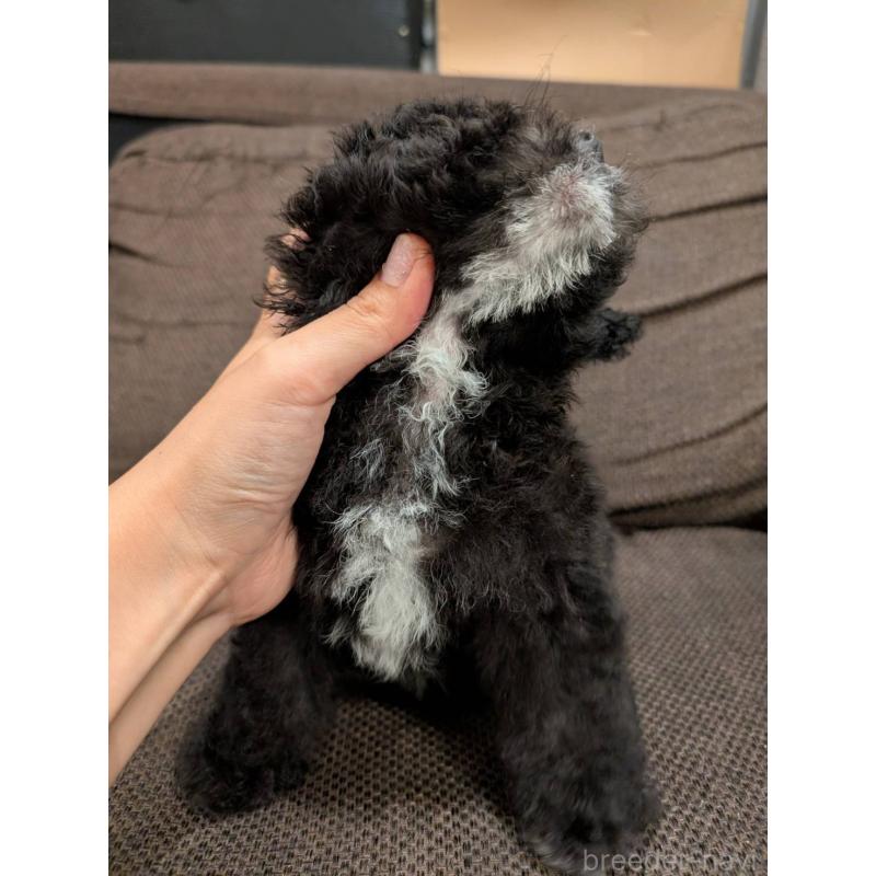 販売中の大阪府のタイニープードル-424251の3枚目