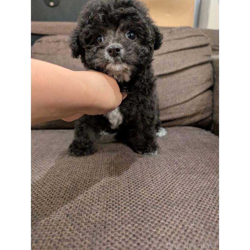 販売中の大阪府のタイニープードル-424251の2枚目