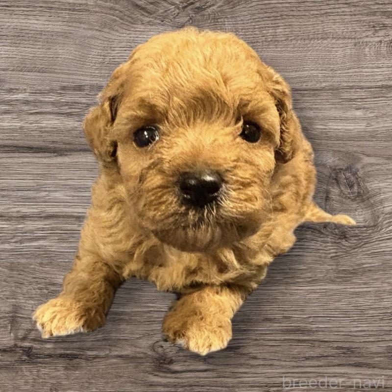 販売中の福岡県のトイプードル-424252の1枚目