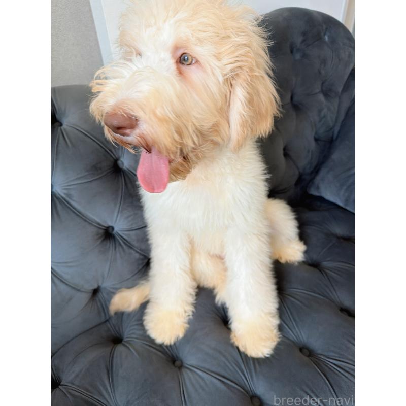 販売中の愛知県のゴールデンドゥードル:ゴールデンレトリーバー×プードル-415821の9枚目