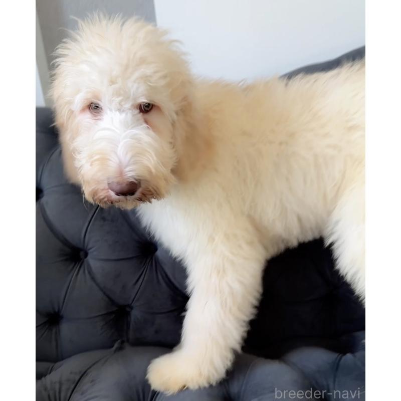 販売中の愛知県のゴールデンドゥードル:ゴールデンレトリーバー×プードル-415821の8枚目